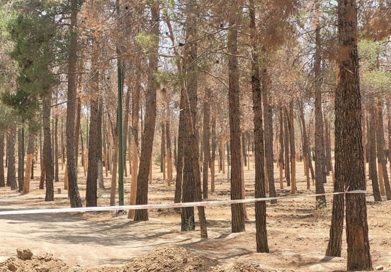 پارک های چیتگر و سرخه‌حصار در خطر جدی خشکسالی